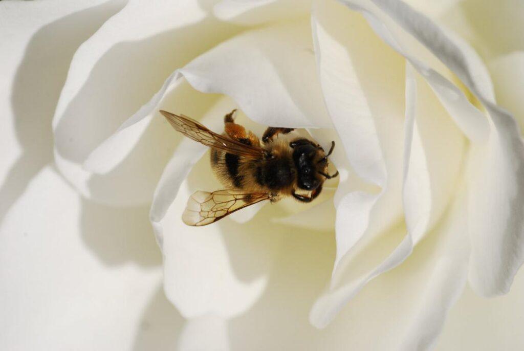 rose and bee by evelivesey d5ugerg